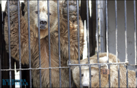 Деятельность Киевского зоопарка проверят и переосмыслят