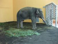 Руководство Киевского зоопарка принялось уверять журналистов, что слон Хорос здоров как бык