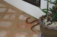 В Феодосии змея напугала местных жителей, спрятавшись в доме под столом