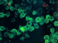 Озерная амеба пожирает мозг двенадцатилетней американки