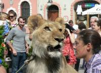 По улицам Львова разгуливал самый настоящий лев