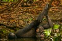 Зоологи наконец-то выяснили, что обезьяны плавают брассом