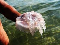 На одесских пляжах появились гигантские медузы-корнероты
