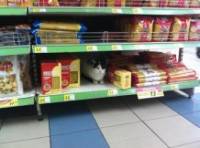 В киевском супермаркете на полках с продуктами поселился кот