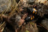 Вот оно что… Оказывается, жуки-могильщики поедают слишком наглое потомство