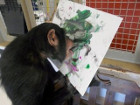 Американский шимпанзе выиграл конкурс художников, рисуя языком
