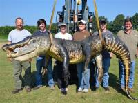 В США поймали аллигатора с рекордным весом
