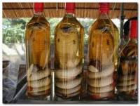 В Китае змея-алкоголичка, выпрыгнув из бутылки с вином, укусила свою «хозяйку»