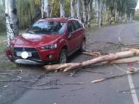 На Донбассе дерево упало на модную иномарку. Водитель едва успел затормозить