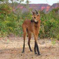 В лесах Южной Америки живет уникальный гибрид лисы и оленя