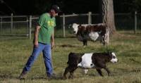Селекционер из США утверждает, что умудрился скрестить корову с… пандой