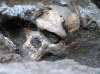 В Грузии нашли череп древнего человека, который может разрушить всю теорию развития наших предков