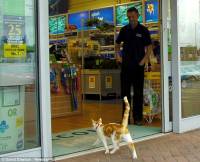 Британский кот каждый день ходит в зоомагазин к мышкам и рыбкам в гости. Что-то задумал