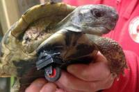 «И сумрачный германский гений…» Немецкие ветеринары приделали черепахе протез из конструктора «Лего»