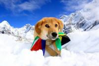 Бродячая собака, найденная на свалке, вошла в историю, покорив Эверест