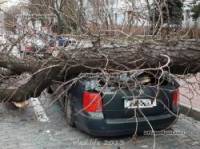 В Киеве рухнувшее на дорогу дерево знатно помяло две машины