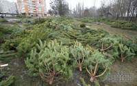 Продавцы ёлок и сосен загадили Киев своим нераспроданным товаром