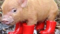 Японские ученые усиленно пытаются создать «свиночеловека»