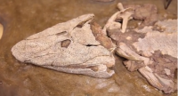 Ученые обнаружили останки рыбы, обитавшей... 375 млн лет назад