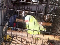 Попугай сдал своего пьяного хозяина мексиканским «гаишникам»