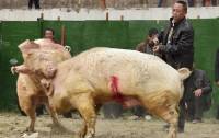 Слабонервным не смотреть. Свиные бои — кровавое народное развлечение в Китае