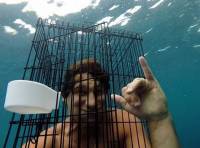 Австралиец рискнул прыгнуть к акуле с птичьей клеткой на голове. Акула смелость не оценила