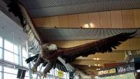 В аэропорту новозеландской столицы рухнул гигантский орел