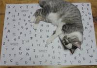 Японец с помощью всего двух кошек воспроизвел весь латинский алфавит