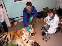 В Тайге нашли амурского тигра, у которого отказали лапы. Теперь все зависит от ветеринаров