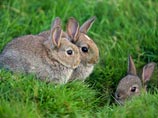 В Англии кролики рыли нору и случайно наткнулись на… клад