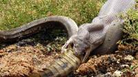 Жительница Австралии случайно стала свидетелем того, как… змея съела крокодила