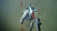 Исследователи умудрились заснять редких животных на глубине 7 тысяч метров