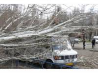 В Запорожье рухнувшее из-за непогоды дерево придавило маршрутку с пассажирами