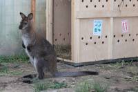 В зоопарке Барнаула кенгуру, которого все считали самцом, внезапно взял и родил