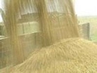 Из-за Украины цена на пшеницу в мире достигла годичного максимума