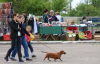 Во Всеукраинской выставке в Кировограде приняли участие более 300 собак разных пород