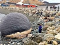 В районе канадского острова Ньюфаундленд на берег выбросило гигантского кита