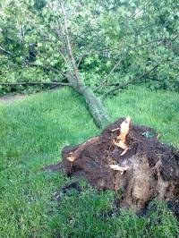 Последствия ночного урагана в Киеве: деревья повалены, провода оборваны. Свежие фото