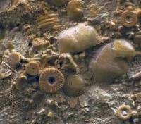 На Камчатке археологи наткнулись на механизм, которому… 400 миллионов лет