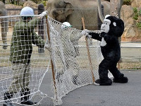 В испанском зоопарке ветеринар вместо гориллы подстрелил переодевшегося в ее костюм смотрителя