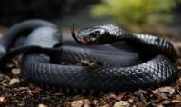 Сезон охоты открыт... На Херсонщине змеи все чаще нападают на людей