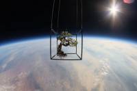 Японский художник отправил свой бонсай в космос