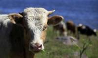 Россия запретила ввоз в Крым крупного рогатого скота и колбасы из Украины