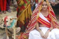 В Индии девушку выдали замуж… за бездомного пса