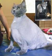 Кота, который растолстел до 14 кг, пришлось... заставить заниматься спортом
