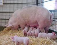 Госветслужба предупреждает об угрозе новых вспышек африканской чумы свиней