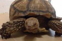 Во Флориде 45-килограмовая черепаха умудрилась сбежать от своих хозяев… сделав подкоп