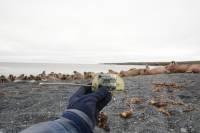 Получено подтверждение связи моржей Печорского моря с животными на лежбищах Оранских островов