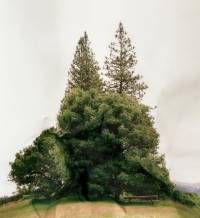 Калифорнийская художница создает оригинальные пейзажи на стыке фотографии и коллажа