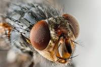 Ученых внезапно осенило, что обычная комнатная муха спасет человечество от брюшного тифа и туберкулеза